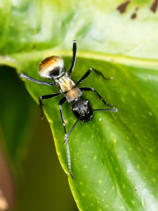 Spiny Ant (Polyrhachis ammon) (Polyrhachis ammon)